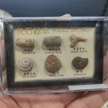 1box Pachet Amestecat de Minereu de Exemplare Știință Minerale Rock Muzeul de Predare Pietriș Specimen de Materiale de Piatră Naturală